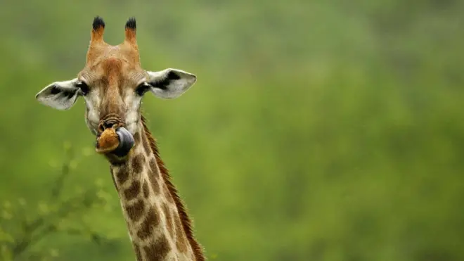 Las actividades y presencia humana en los hábitats de las jirafas representan la mayor amenaza para este mamífero.