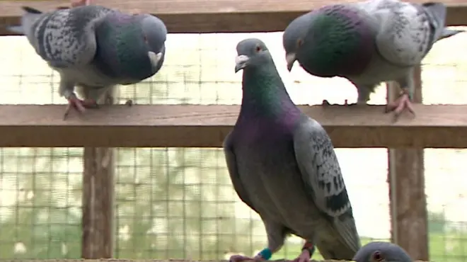 हवा में प्रदूषण को नापने के लिए बर्मिंघम में लिया जाएगा कबूतरों का सहारा