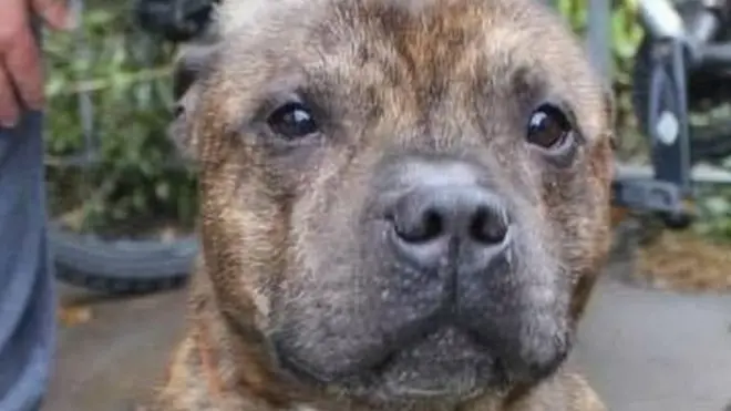 犬類慈善組織說，這條狗只是"按本能行事"