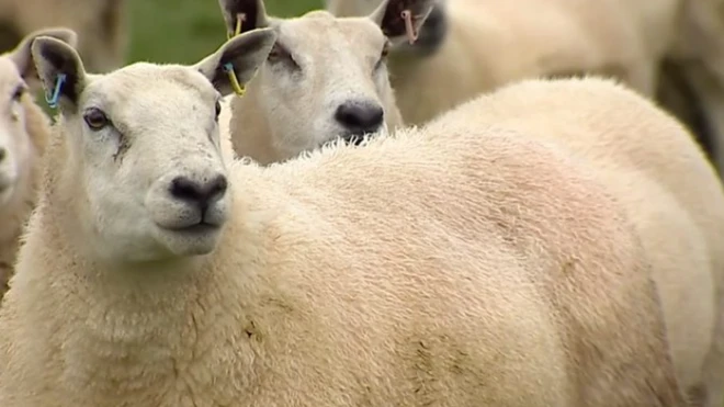 انطلقت المبيعات في إطار هذه المبادرة منذ يومين لجمع تبرعات للأسر الفقيرة