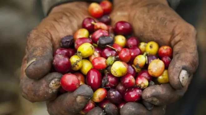 Perubahan iklim pada sisi lain juga akan mempengaruhi luasan lahan untuk tanaman kopi di masa depan.