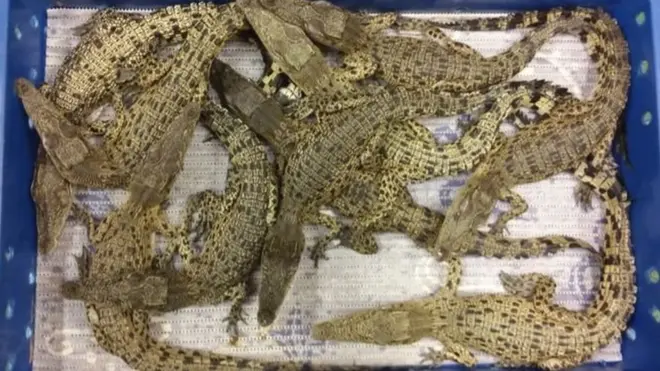 التماسيح كانت في طريقها إلى مزرعة، حيث كانت ستربى لبيع لحمها