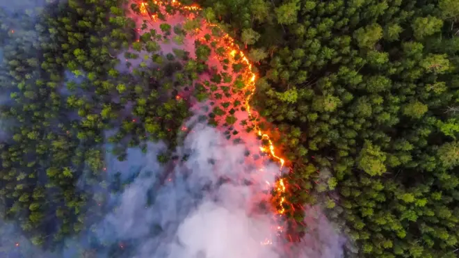 Forest fire in Siberia