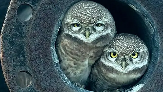 अर्शदीप सिंह को इस तस्वीर के लिए पुरस्कार मिला है