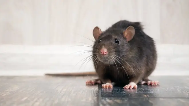 Rat in the house on the floor