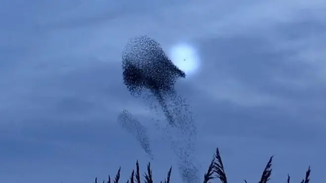 بالفيديو: صقر يهاجم سرب من الطيور