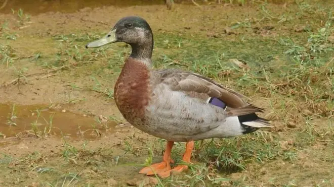 Trevor passed away after being attacked by dogs