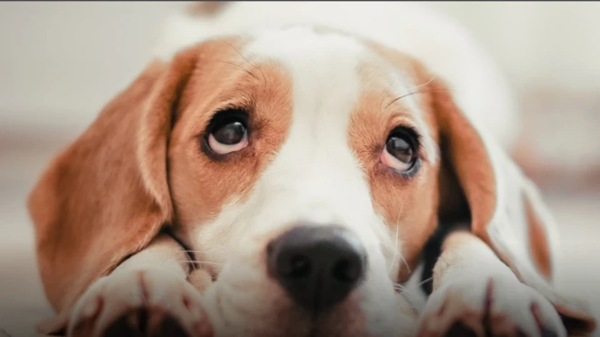 حقائق مدهشة عن شعور الحيوانات بالحزن لفقدان أقرانها