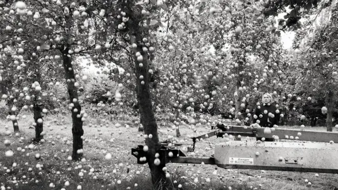 برو ہل میں ایک مشین کے ذریعے درختوں سے سیب اتارے جا رہے ہیں