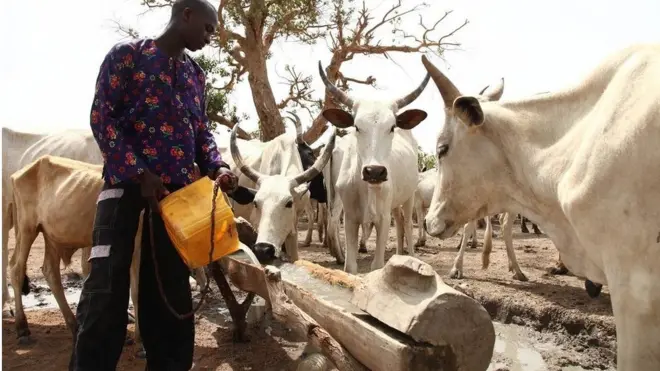 Darandaran to n fun awọn maalu ni omi mu