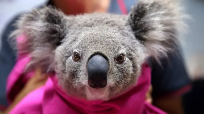 Коала Лиса в больнице Порт-Макквери