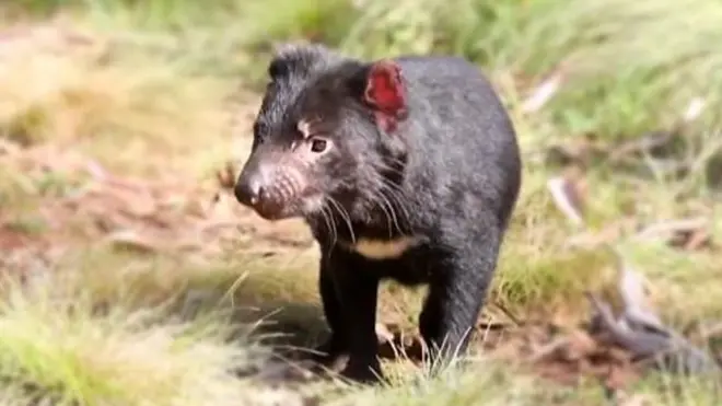 Prvi put posle tri hiljade godina rođeni su mladunci na kopnu Australije.