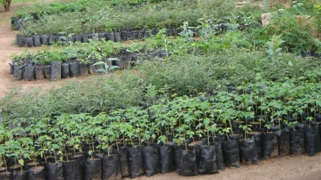 Somaliland oo maanta laga bilaabay olole tallaalayo 60 kun oo geed