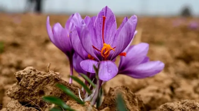 safran zacin u kasmiru