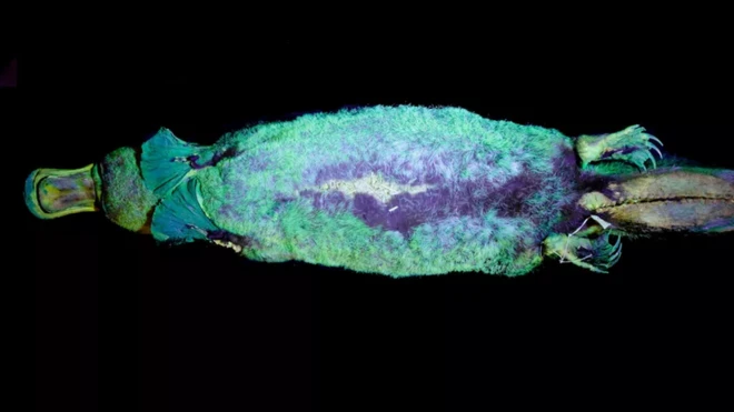 ตุ่นปากเป็ดออสเตรเลียหากินโดยคลานไปกับพื้นหรือว่ายน้ำ