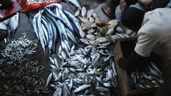 ධීවර කර්මාන්තය