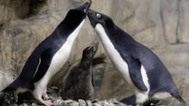 Como cualquier padre, los pingüinos defienden ferozmente a sus crías.