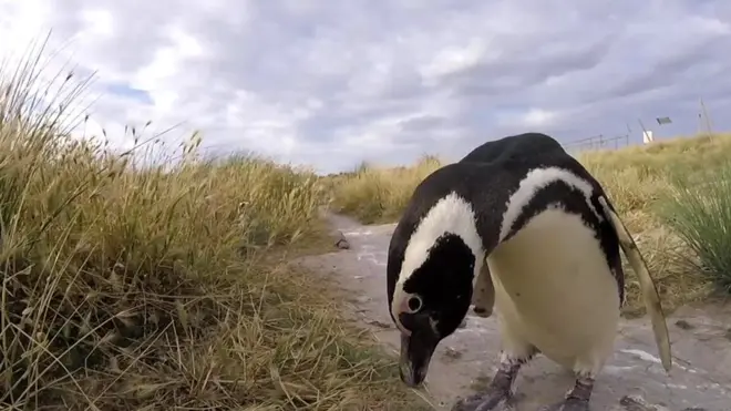 పెంగ్విన్