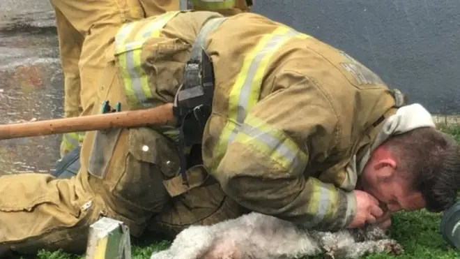 Andrew Klein memberikan pernapasan dari mulut ke mulut pada anjing Nalu selama 20 menit.