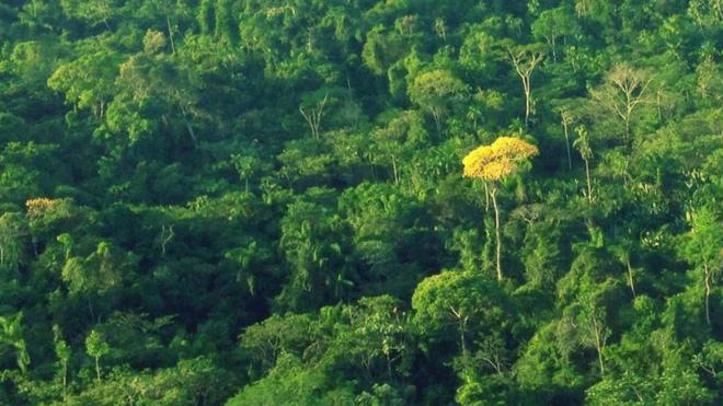 Ipê amarelo na Terra Indígena Kayapó, no Pará