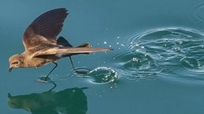 This image by McKenna Paulley has won the 2017 Galapagos Conservation Trust photography competition. The image, of a storm petrel apparently walking on water while looking for food, was taken off the coast of Fernandina Island. The judges were impressed by the detail that Paulley captured.