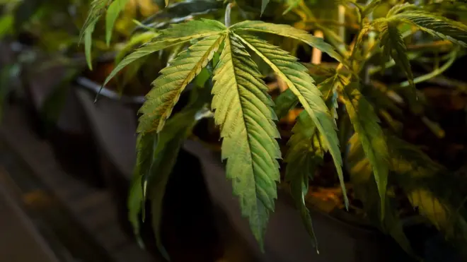 Las plantas de cannabis contienen una sustancia llamada cannabigerol.