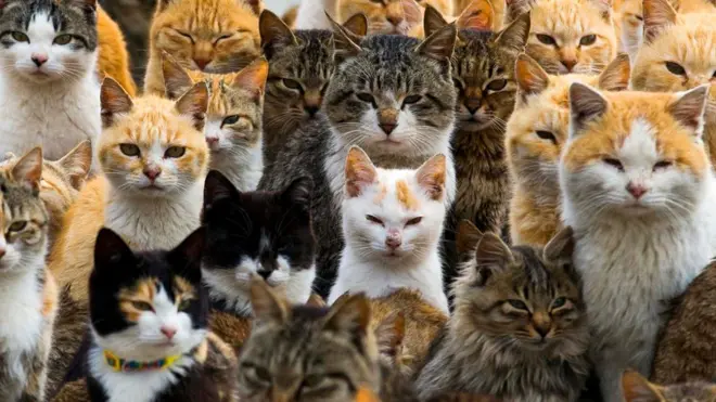 แมวทำคะแนนได้ดีเท่าสุนัขในทดสอบเชิงจิตวิทยาหลายบท