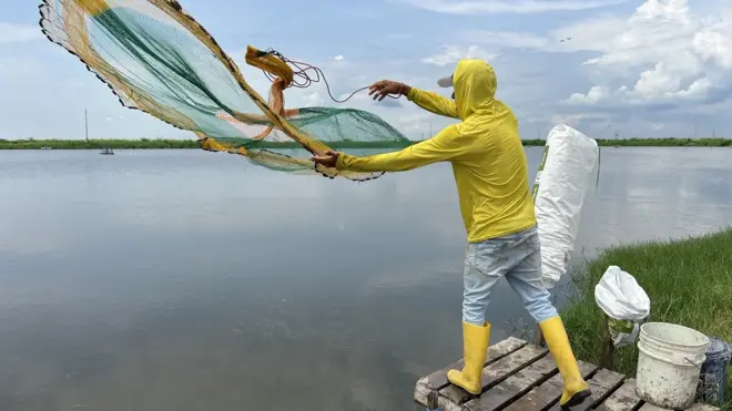 Hay diferentes tipos de redes para pescar camarones. En la granja de Jorge Castro usan este tipo de mallas circulares con pesos en los bordes que permiten capturar varias decenas e incluso más de un centenar de una sola vez.