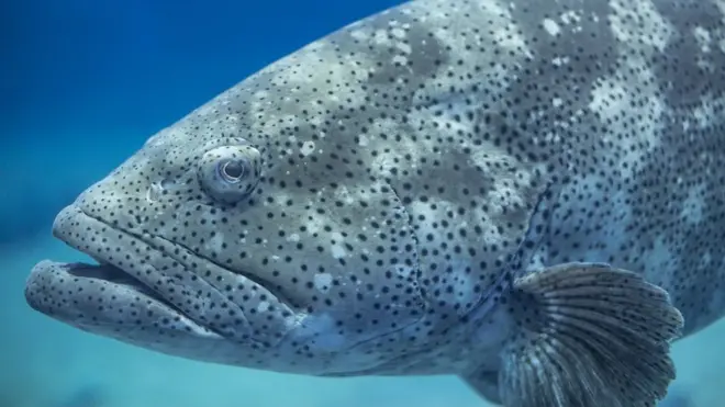 Гігантські групери можуть створювати гучний шум