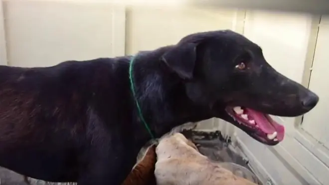 безпритульні собаки стали вбивцями