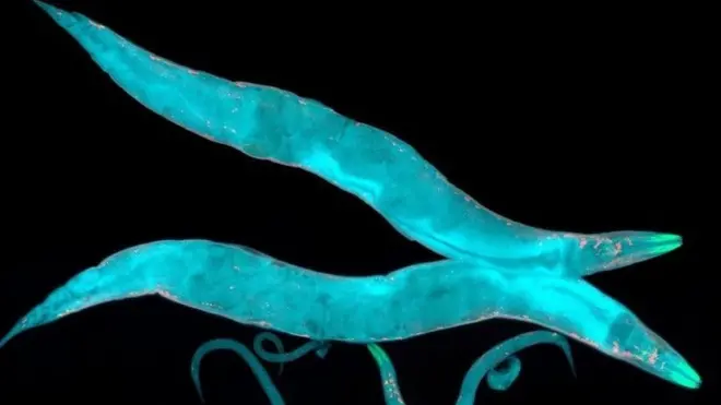 หนอนตัวกลม C.elegans