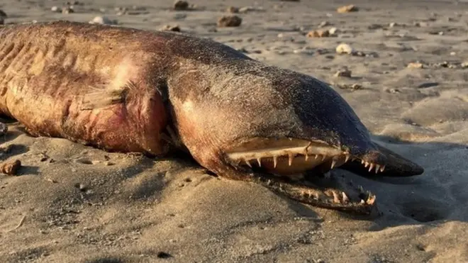 Preeti Desai found the creature on a Texas beach and asked Twitter for help identifying it