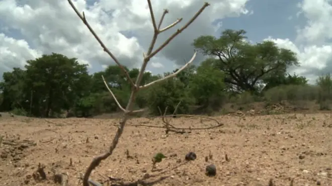 cuna yari ka jirta soomaaliya