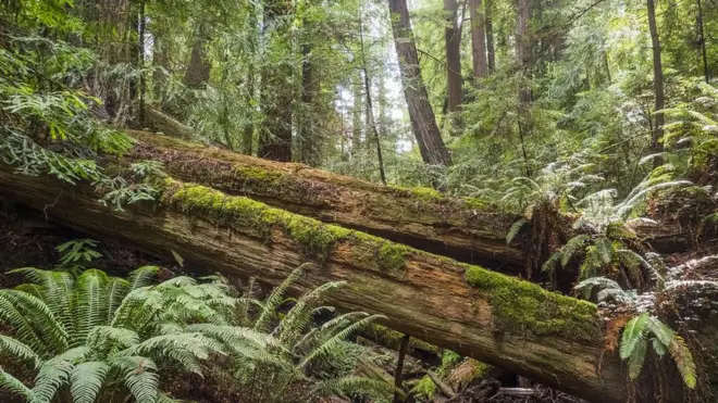 Bila tak ada orang di seputar, apakah pohon yang jatuh ini berbunyi?