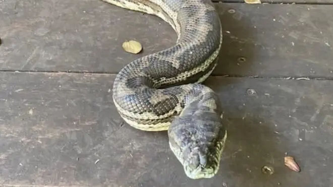 چھت سے گرنے والے سانپ غیر معمولی لمبے تھے
