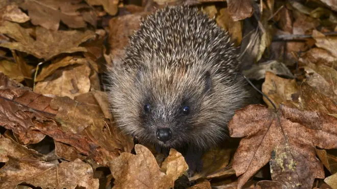 The hedgehog is deemed vulnerable to extinction in Britain