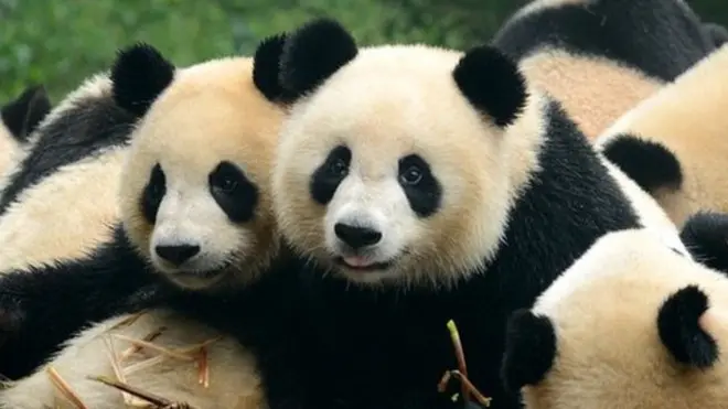 Podrán parecer ositos de peluche gigantes, pero no lo son...