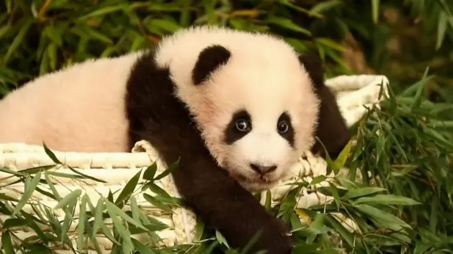 panda fu bao lezi u travi