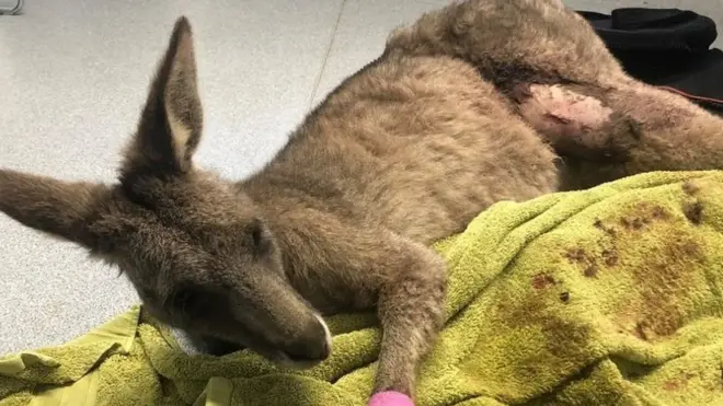 Melbourne kanguru