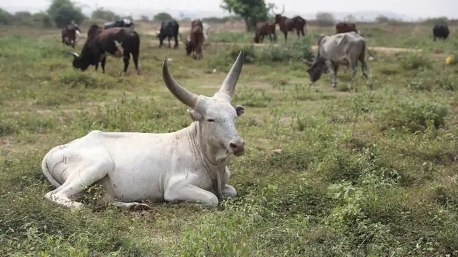 Herdsmen no like wetin dey happen