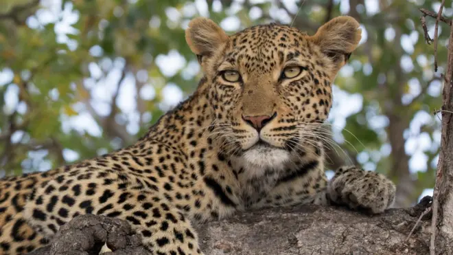Leopards are solitary animals that are usually afraid of humans