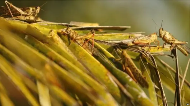 टिड्डे आमतौर पर आबादी से दूर रहते हैं, पर कभी कभी ये झुंड में निकल पड़ते हैं.