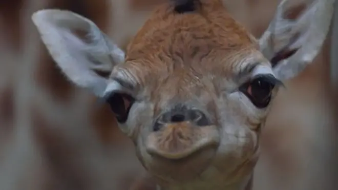 Жираф Ротшильда