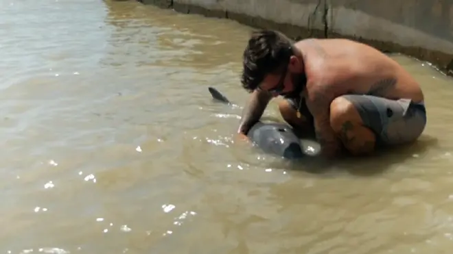 Delfín varado en Marco Island