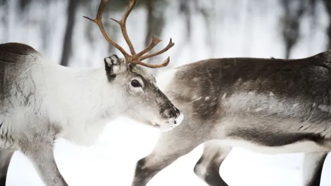 ధ్రువపు జింకలు