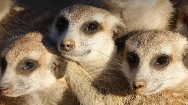 Немає більшого делікатесу для суриката, ніж тарган