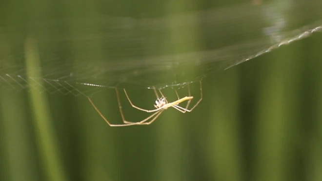 یہاں تو کسان مکڑی کو بھی نقصان دہ کیڑا سمجھ کر تلف کر دیتے ہیں'