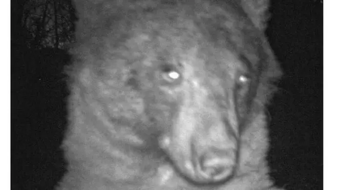 A black bear in Colorado appeared on one motion-detecting camera roughly 400 times.