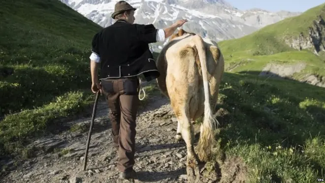 गाय की फाइल फोटो