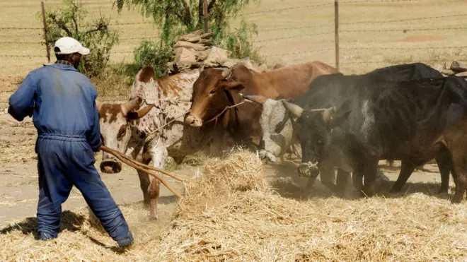Qonnaan bulaa midhaan dha'ataa jiru